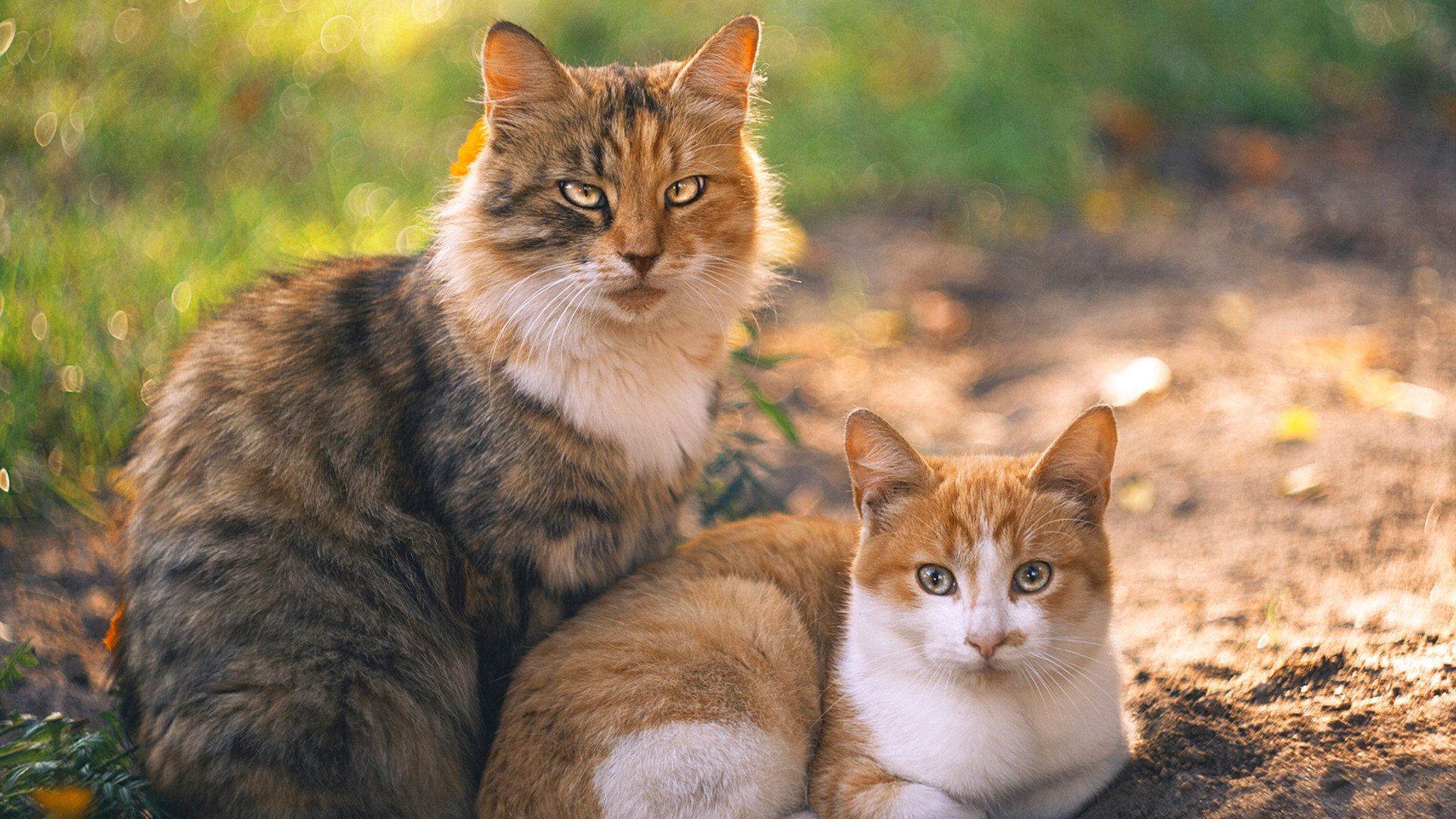 意甲青训使用脑部感应器追踪学习效率并动态调整内容,脑感应训练是真的假的