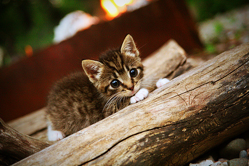 篮球训练负荷管理与比赛表现关系研究，篮球运动训练负荷分析