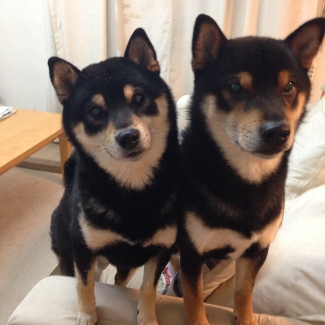 线上球迷平台:打造全球互动体验的新高地,买球线上平台