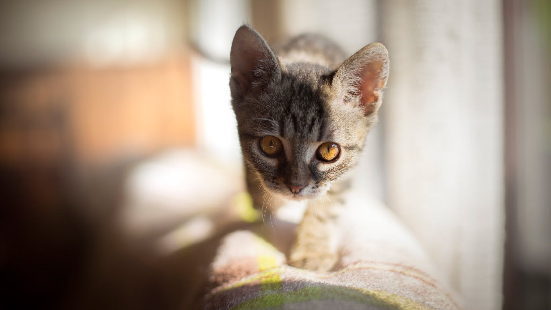 东亚杯中国女足晋级 技术表现备受肯定，中国女足晋级东奥会