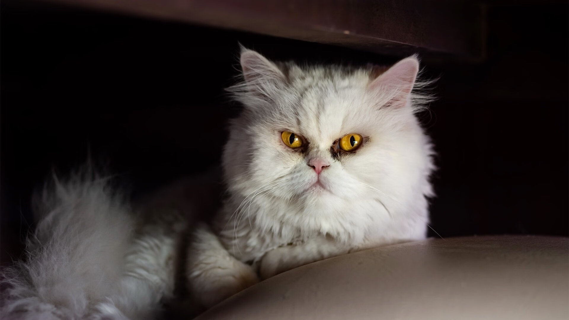 后腰断球关键,拦截转换之源,后腰球员有哪些